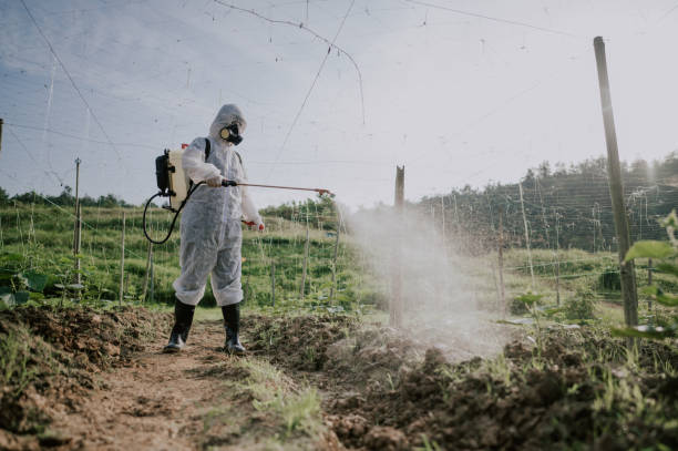 Best Ant Control Services  in Cibecue, AZ