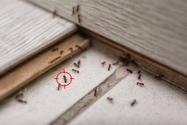 Best Pest Removal Services  in Cibecue, AZ