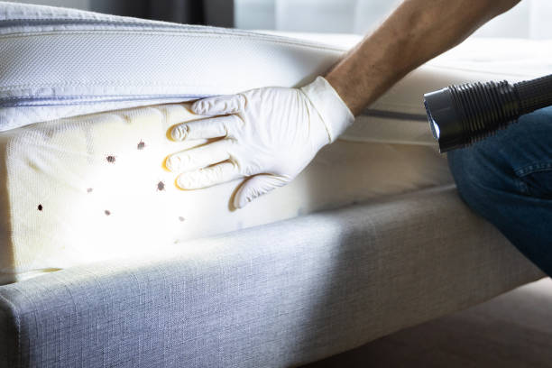 Best Wildlife Control Services  in Cibecue, AZ